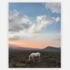 Horse Photo Print -Surf Drift Shop ScreenShot2022 01 11at6.29.34PM